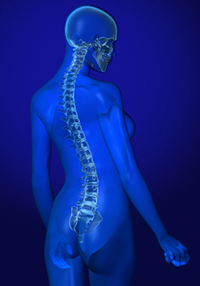 A healthy female spine